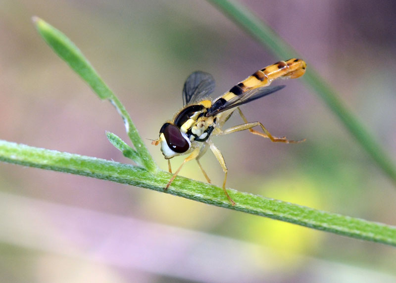 Sphaerophoria scripta (Syrphidae)